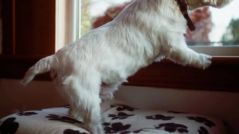 A small white dog standing on a paw print dog bed by a sunny window