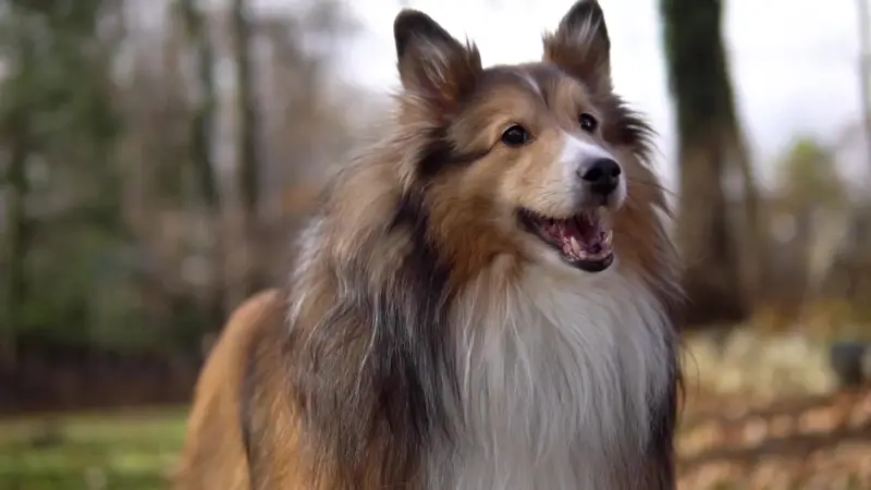 A freshly groomed Shetland sheepdog with a long, brushed out coat smiling outdoors