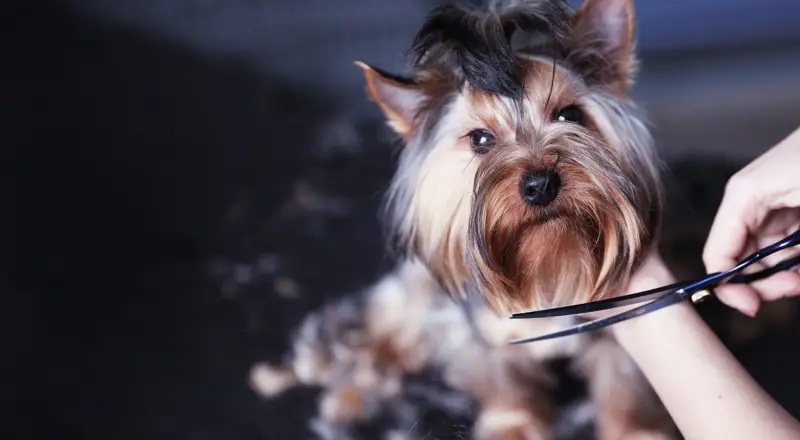 A Yorkshire terrier sitting calmly while a groomer trims its coat with scissors