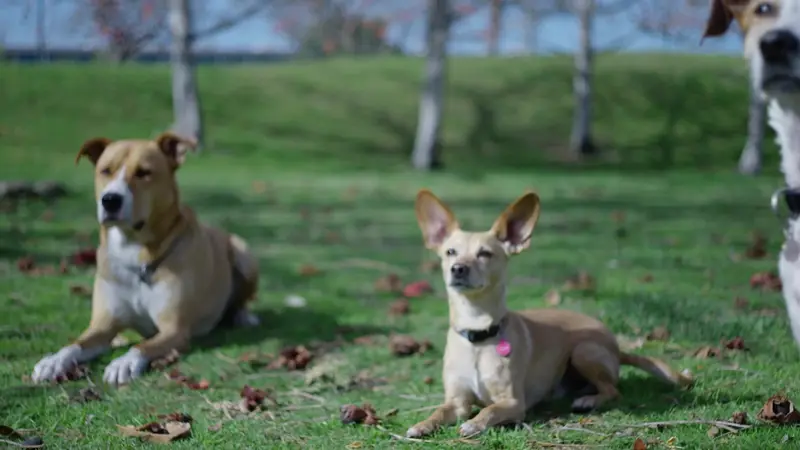 Two dogs resting together on green grass during an outdoor play session